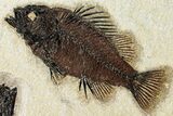 Multiple Fossil Fish (Cockerellites & Knightia) Plate - Wyoming #292472-1